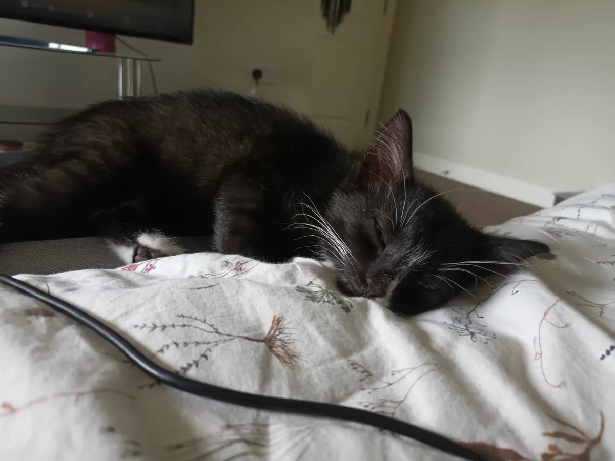 2 Month Old Male Kitten with Accessories - Image 2