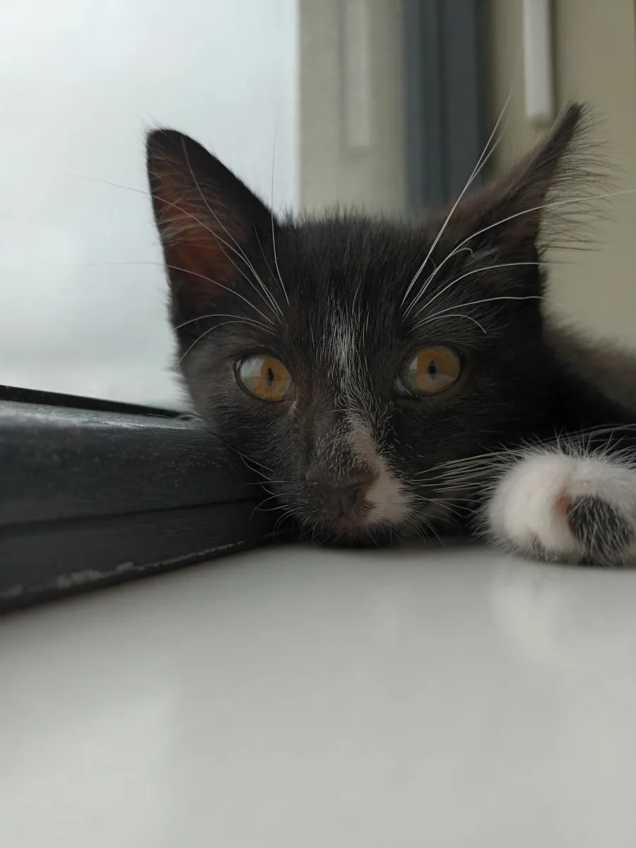 2 Month Old Male Kitten with Accessories - Image 3