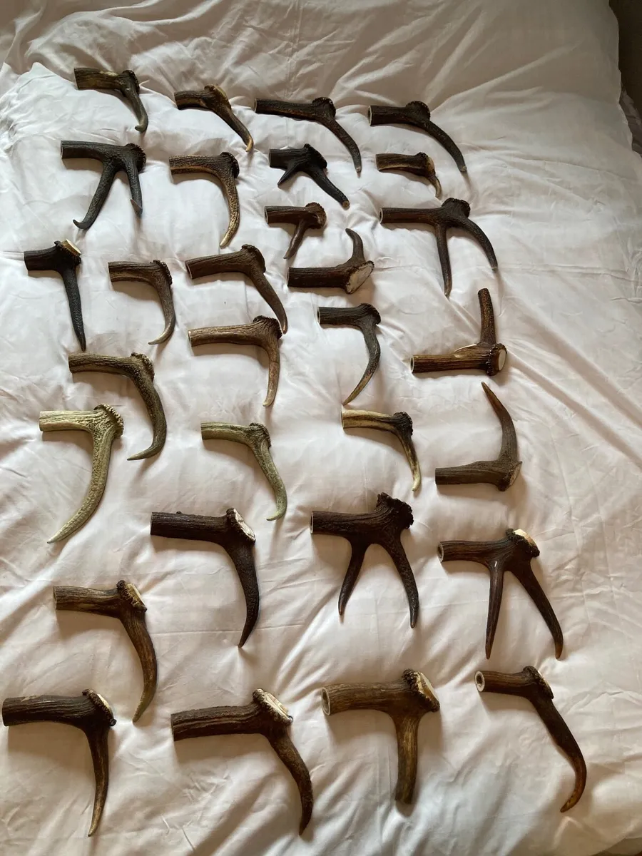 Selection of Antler pieces - Image 1