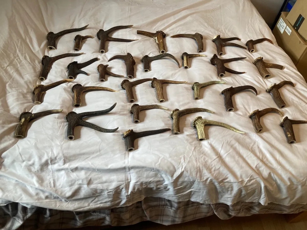 Selection of Antler pieces - Image 2