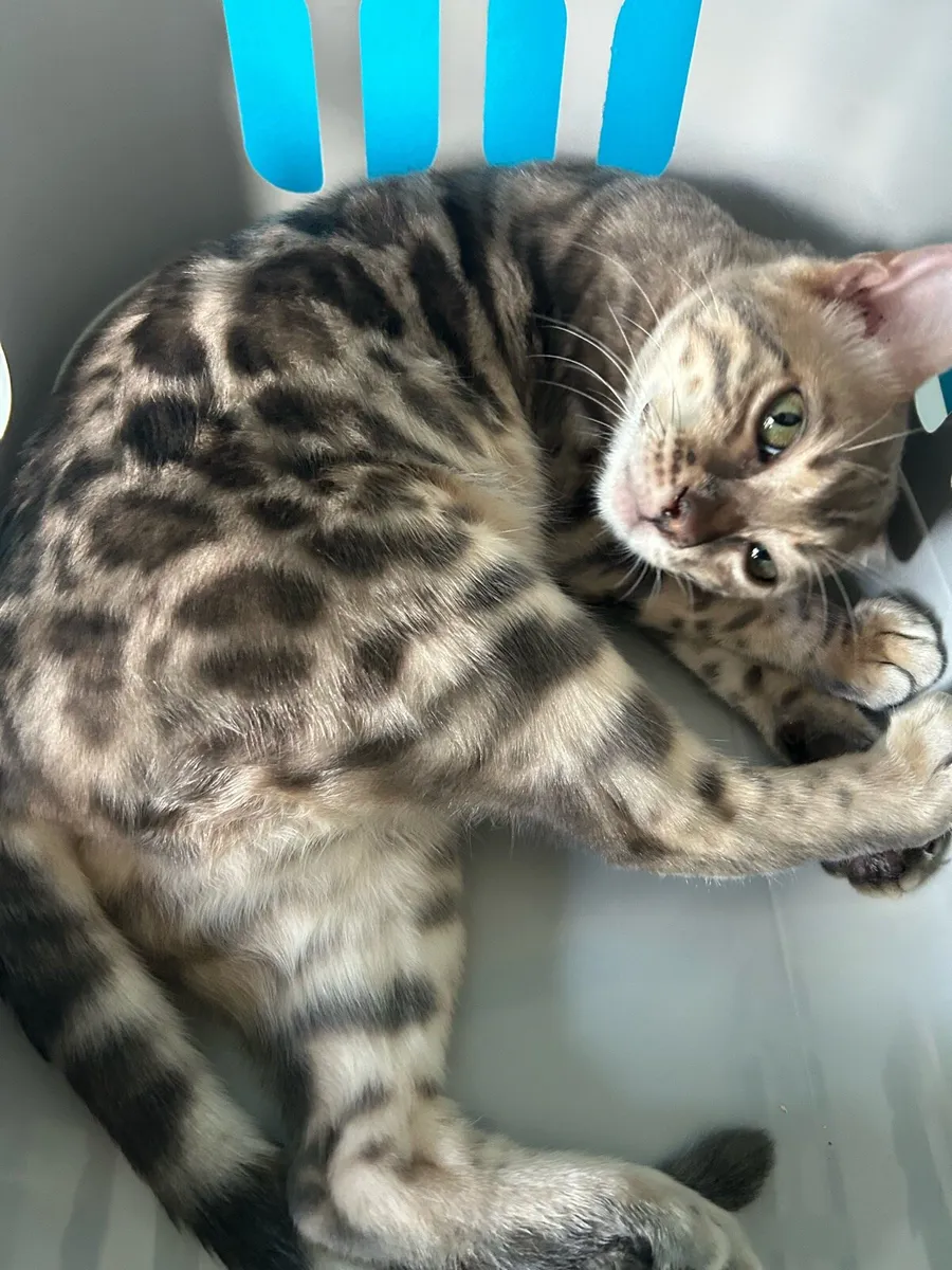 Bengal kittens - Image 1