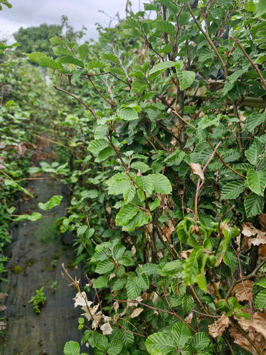 Potted green beech - Image 1