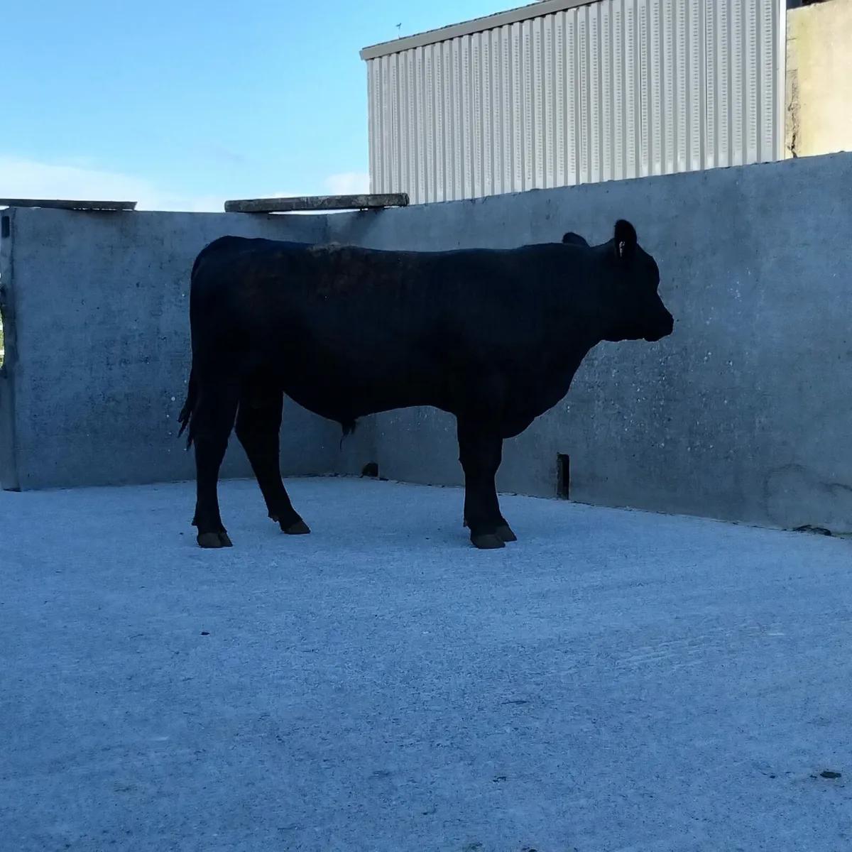 Bull - Image 1