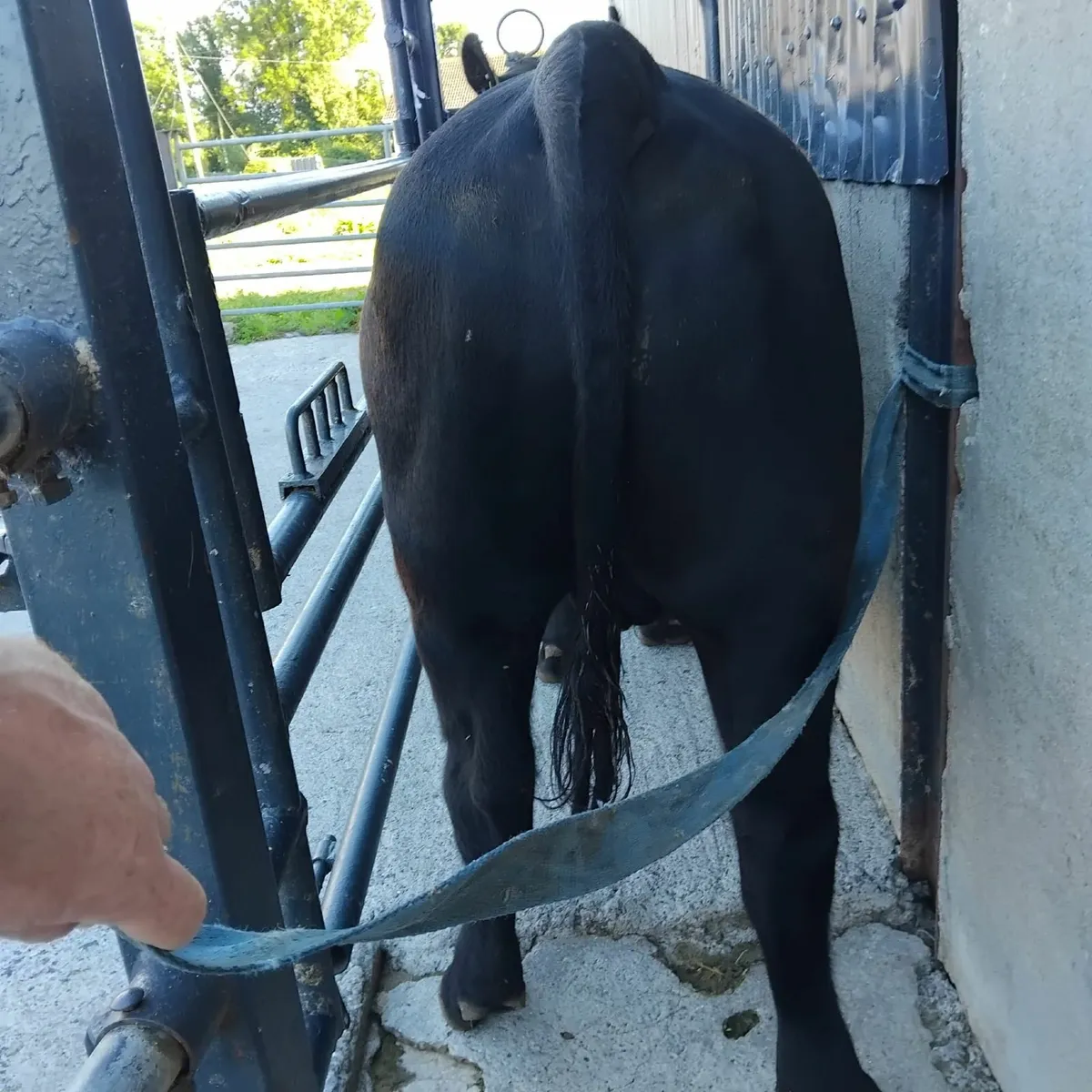 Bull - Image 2