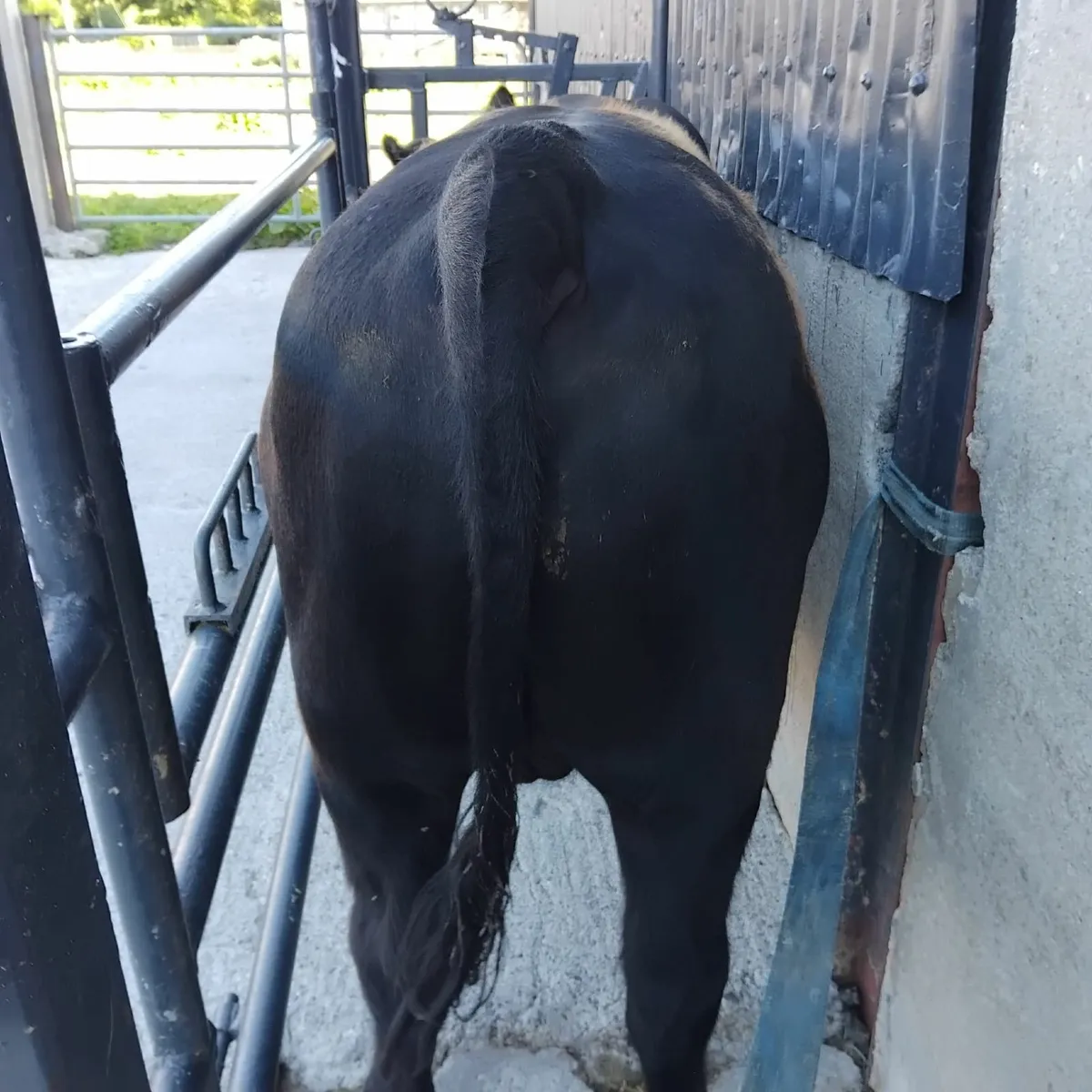 Bull - Image 3