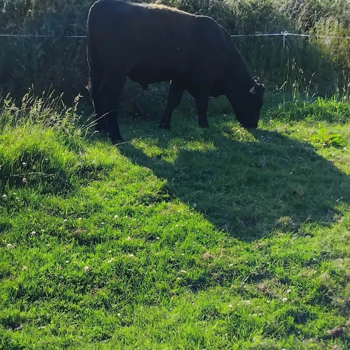 Bull - Image 4