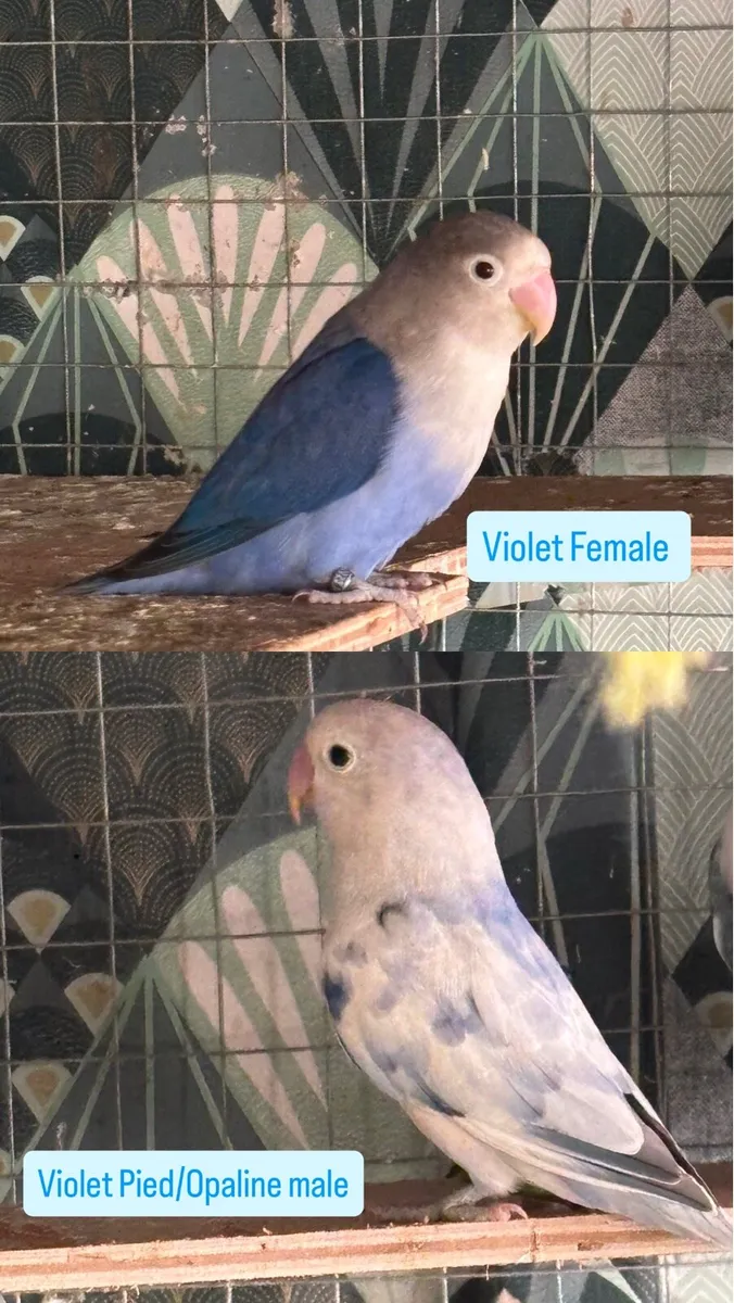 Opaline Fischer Lovebird! Breeding Pairs Available - Image 3