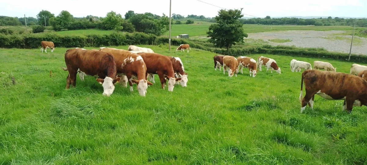 Ballybay Mart 4 & 5 Star Heifers - Image 1