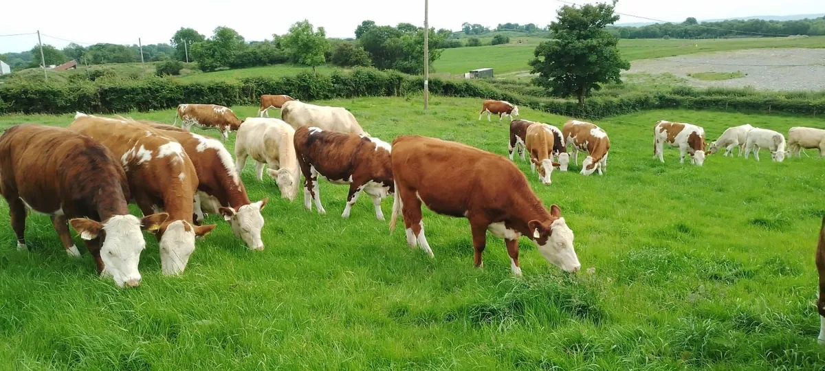 Ballybay Mart 4 & 5 Star Heifers - Image 2