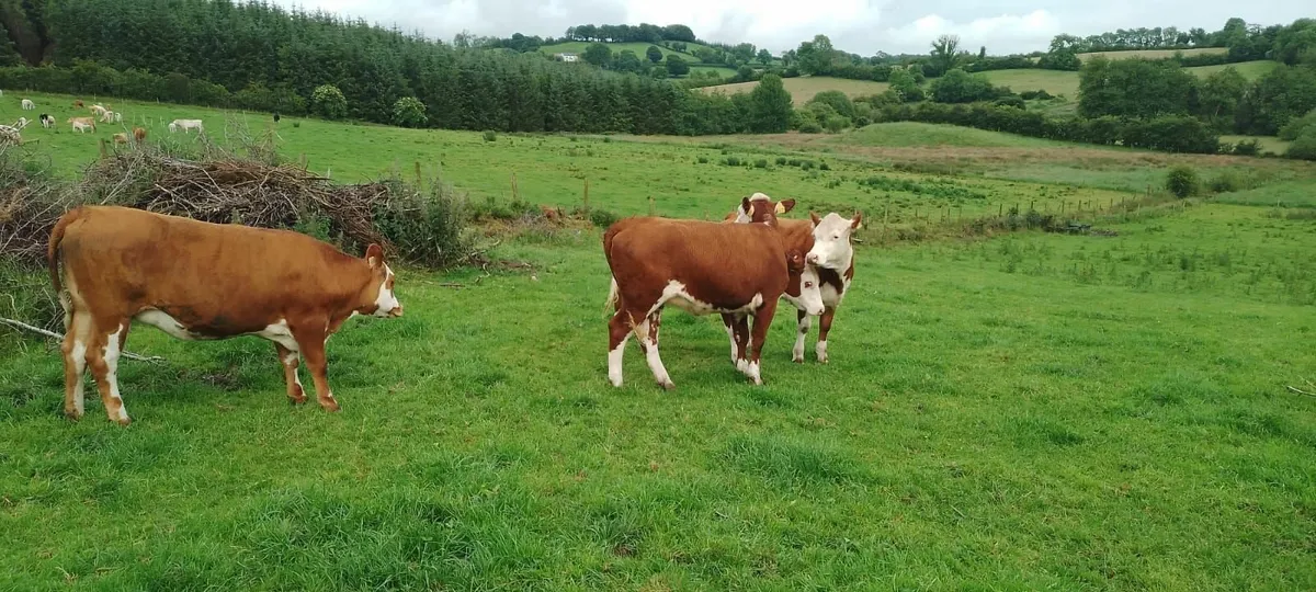 Ballybay Mart 4 & 5 Star Heifers - Image 3