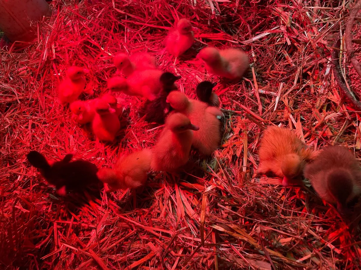 Ducklings