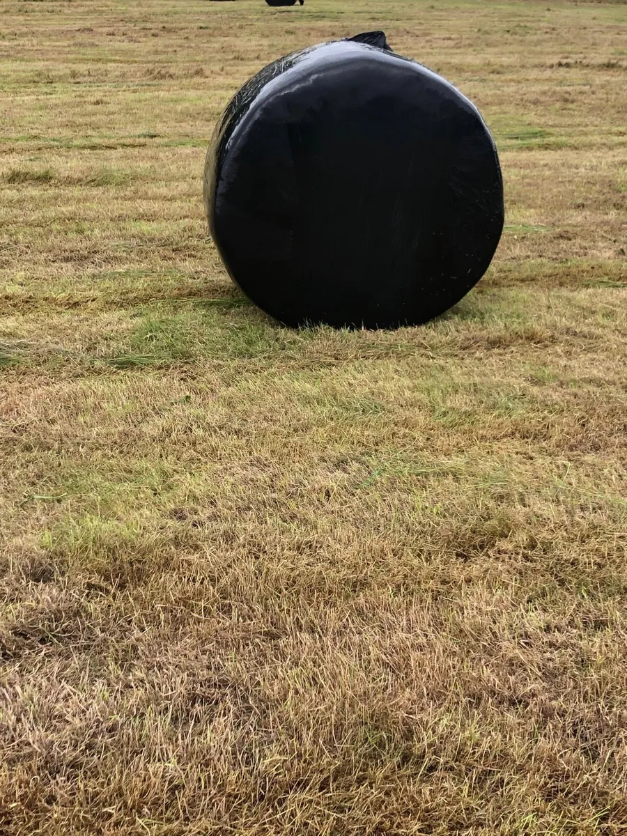 Bales of Quality Silage - Image 2