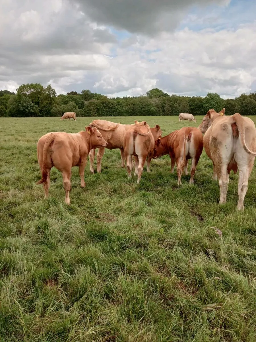 Ballinakill mart 6 heifers - Image 1