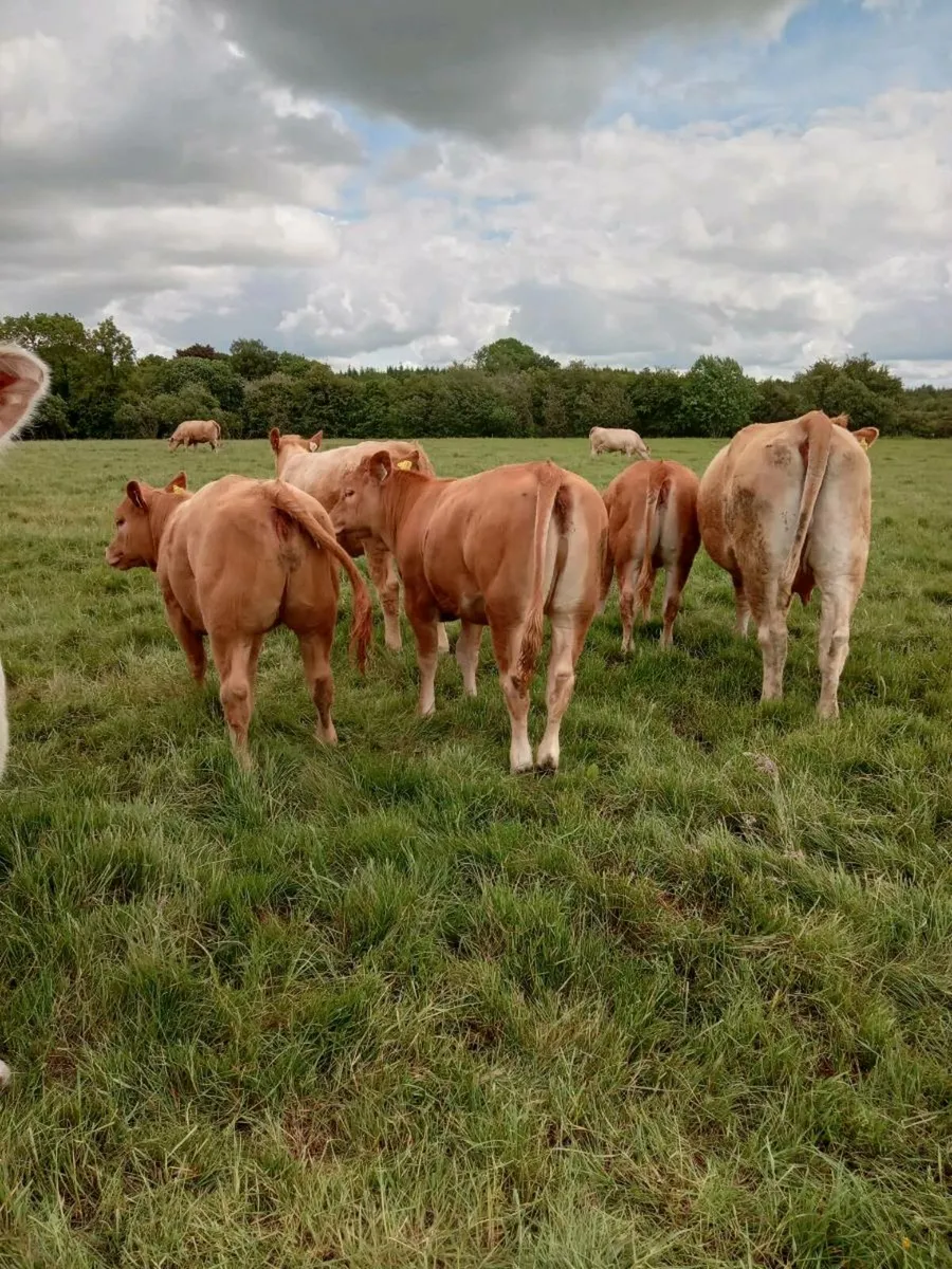 Ballinakill mart 6 heifers - Image 2