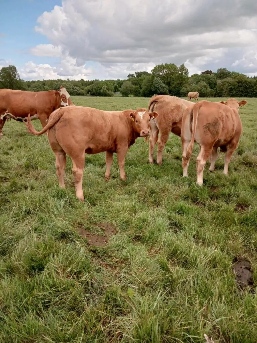 Ballinakill mart 6 heifers - Image 3