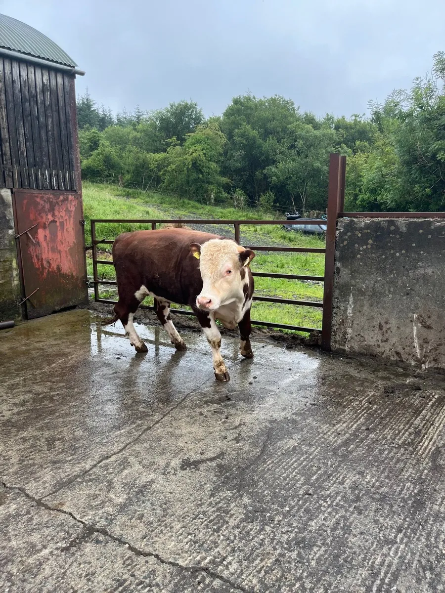 Bulls - Image 4