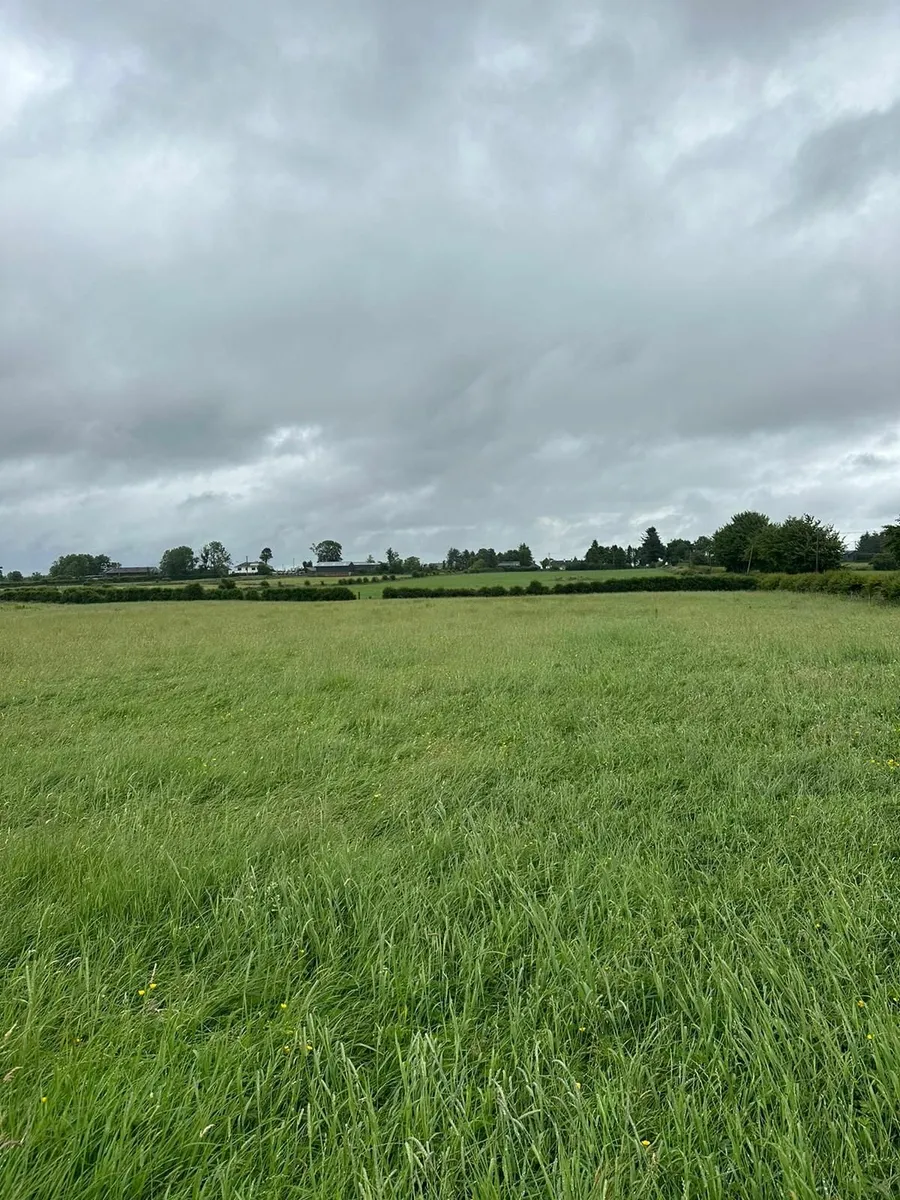 Dry Wilted Silage - Image 1