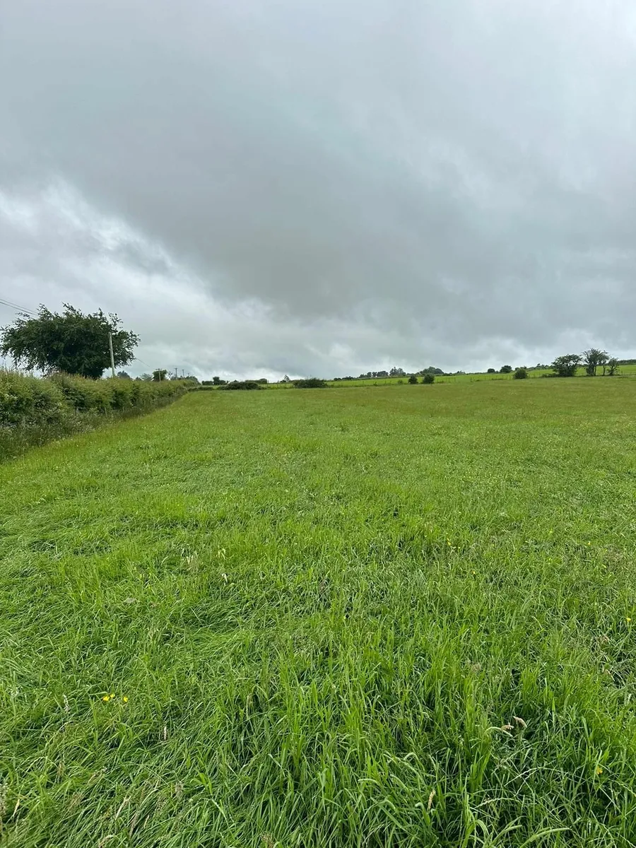 Dry Wilted Silage - Image 2
