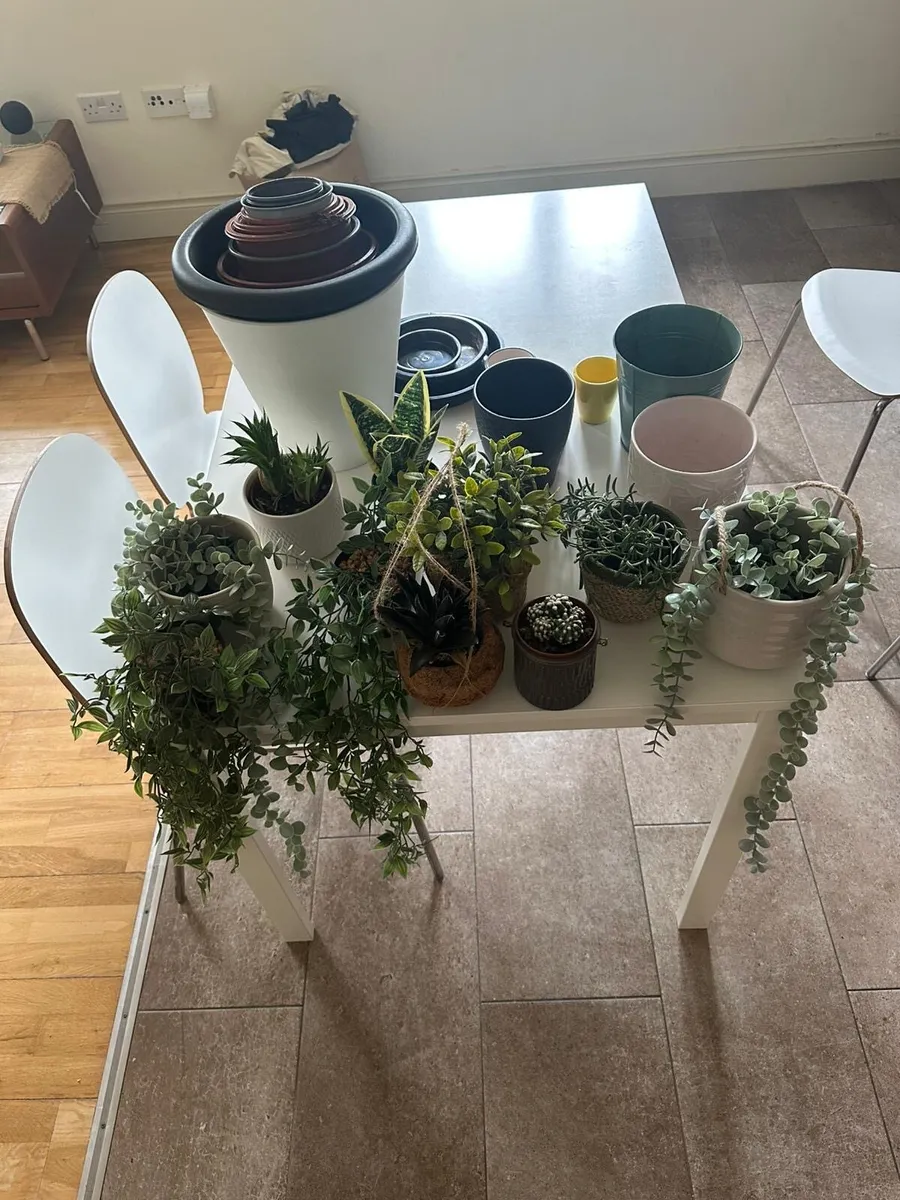 Pots and Plants - Image 1