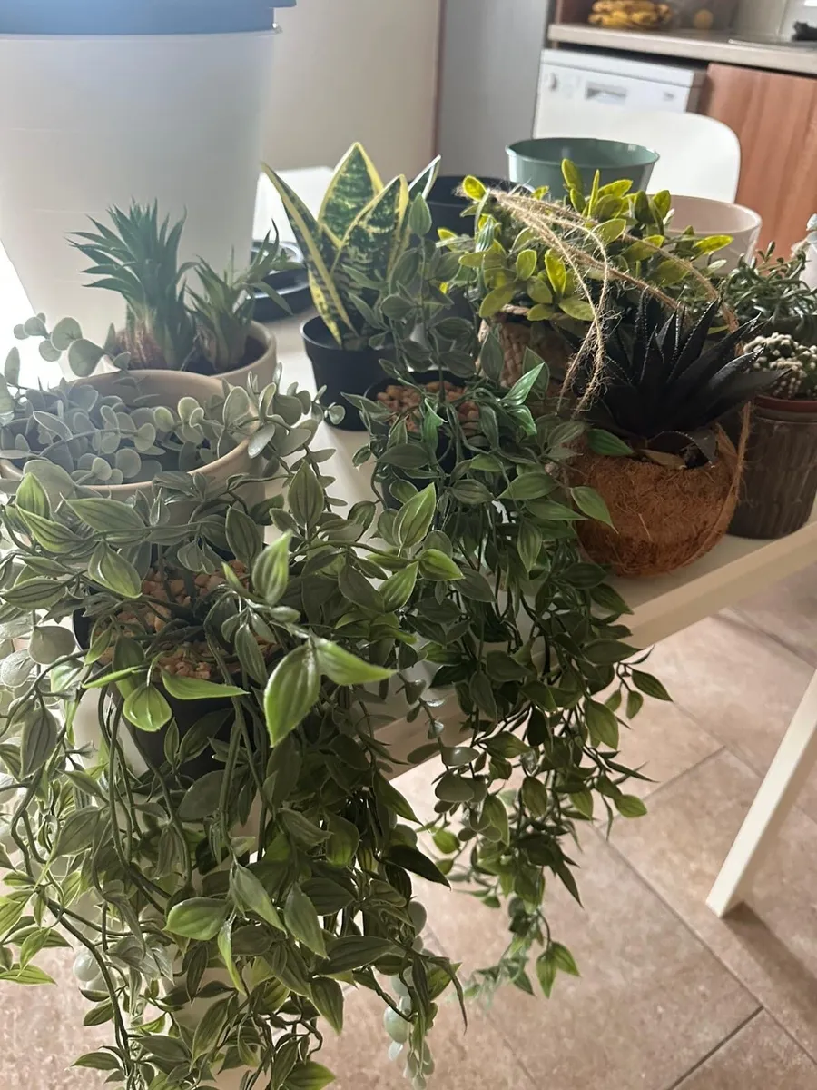 Pots and Plants - Image 2