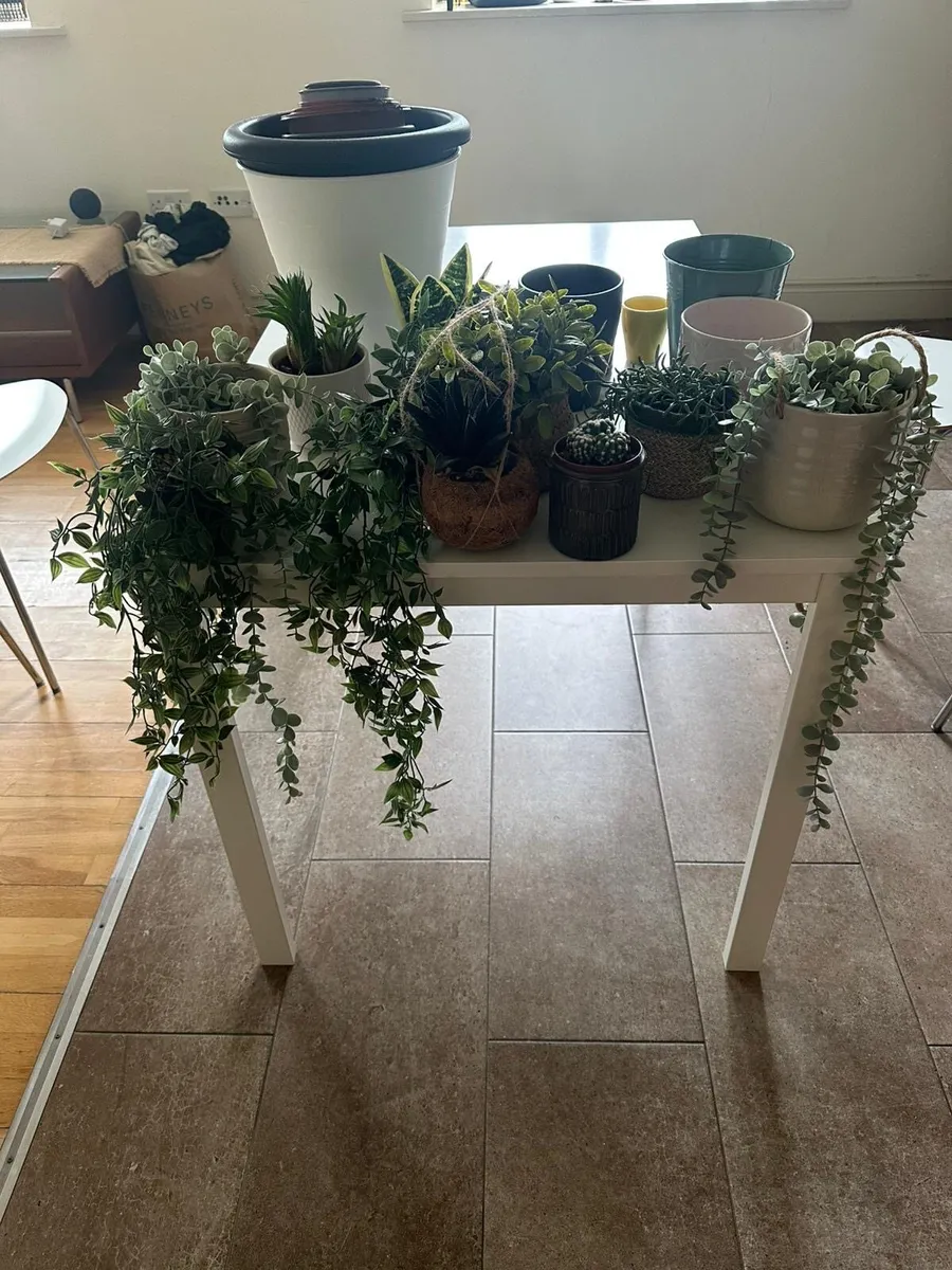 Pots and Plants - Image 3