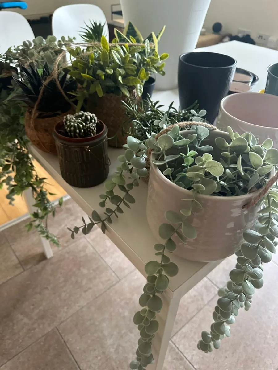Pots and Plants - Image 4