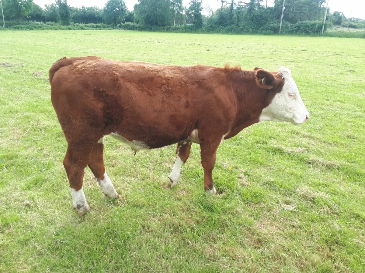 Bullock - Image 2
