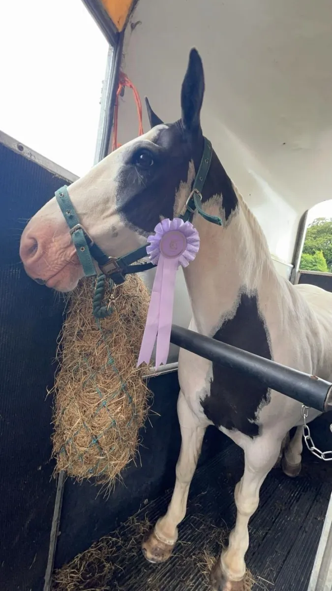 13hh child’s pony - Image 1