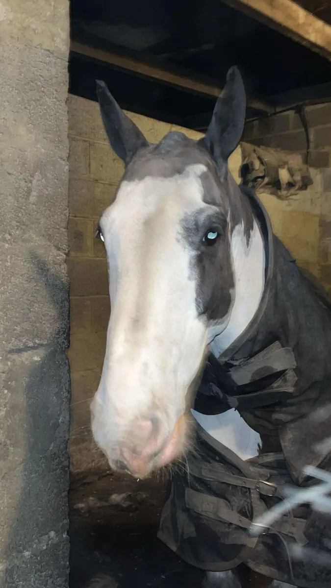 13hh child’s pony - Image 2