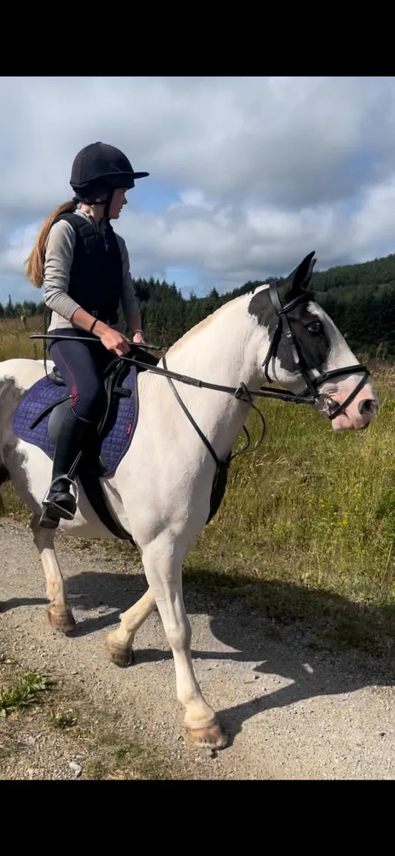 13hh child’s pony - Image 3