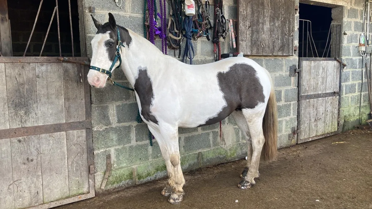 13hh child’s pony - Image 4