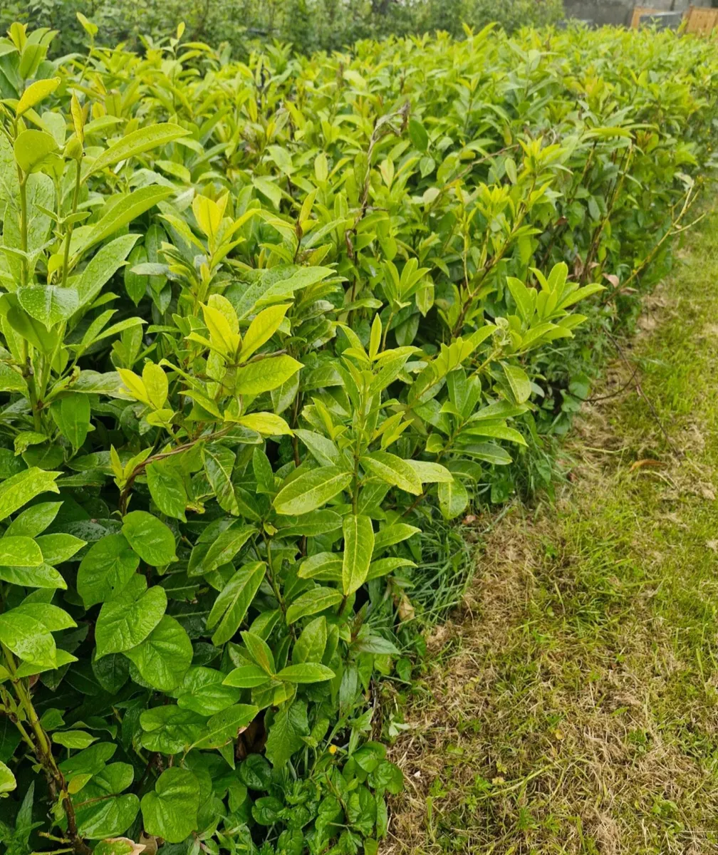 Large potted laurels for sale