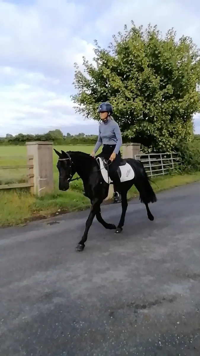 138cm gelding - Image 1