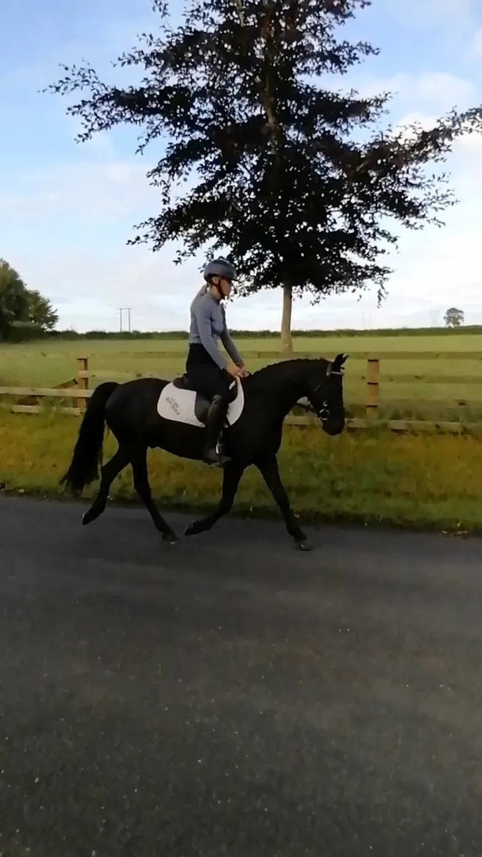 138cm gelding - Image 3