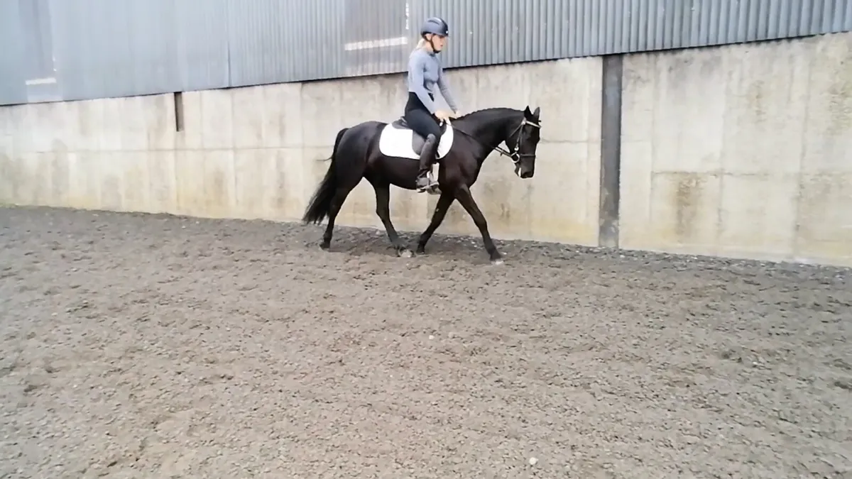 138cm gelding - Image 4