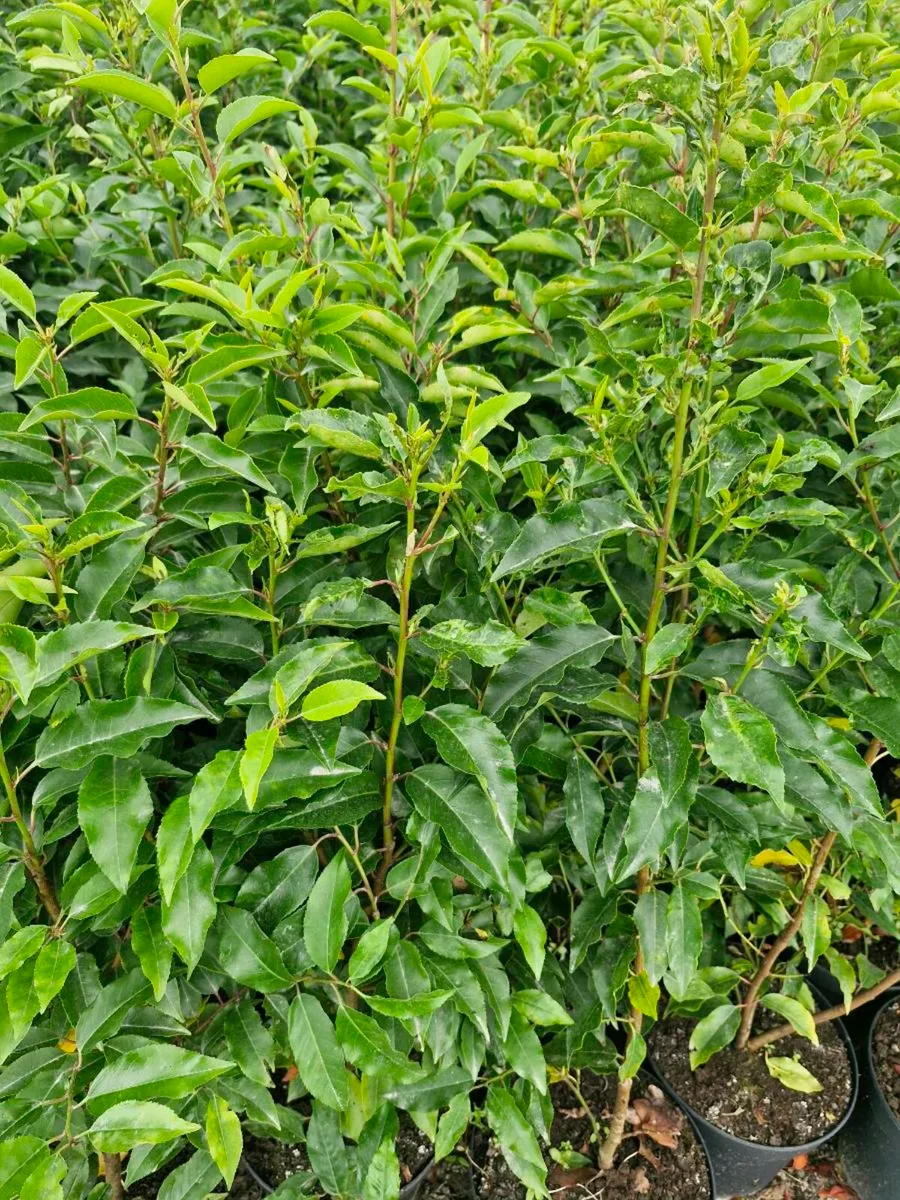 Large potted portaguese laurels for sale