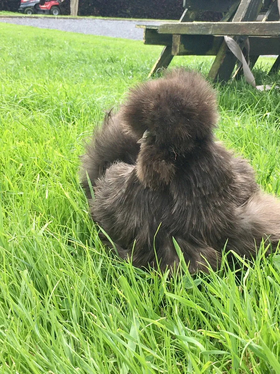 Silkie Hen - Image 1