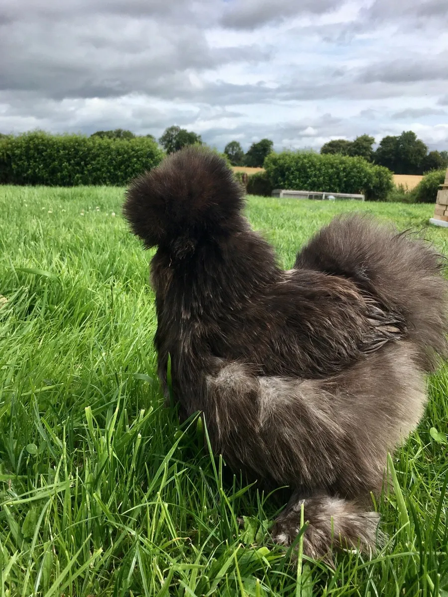 Silkie Hen - Image 3