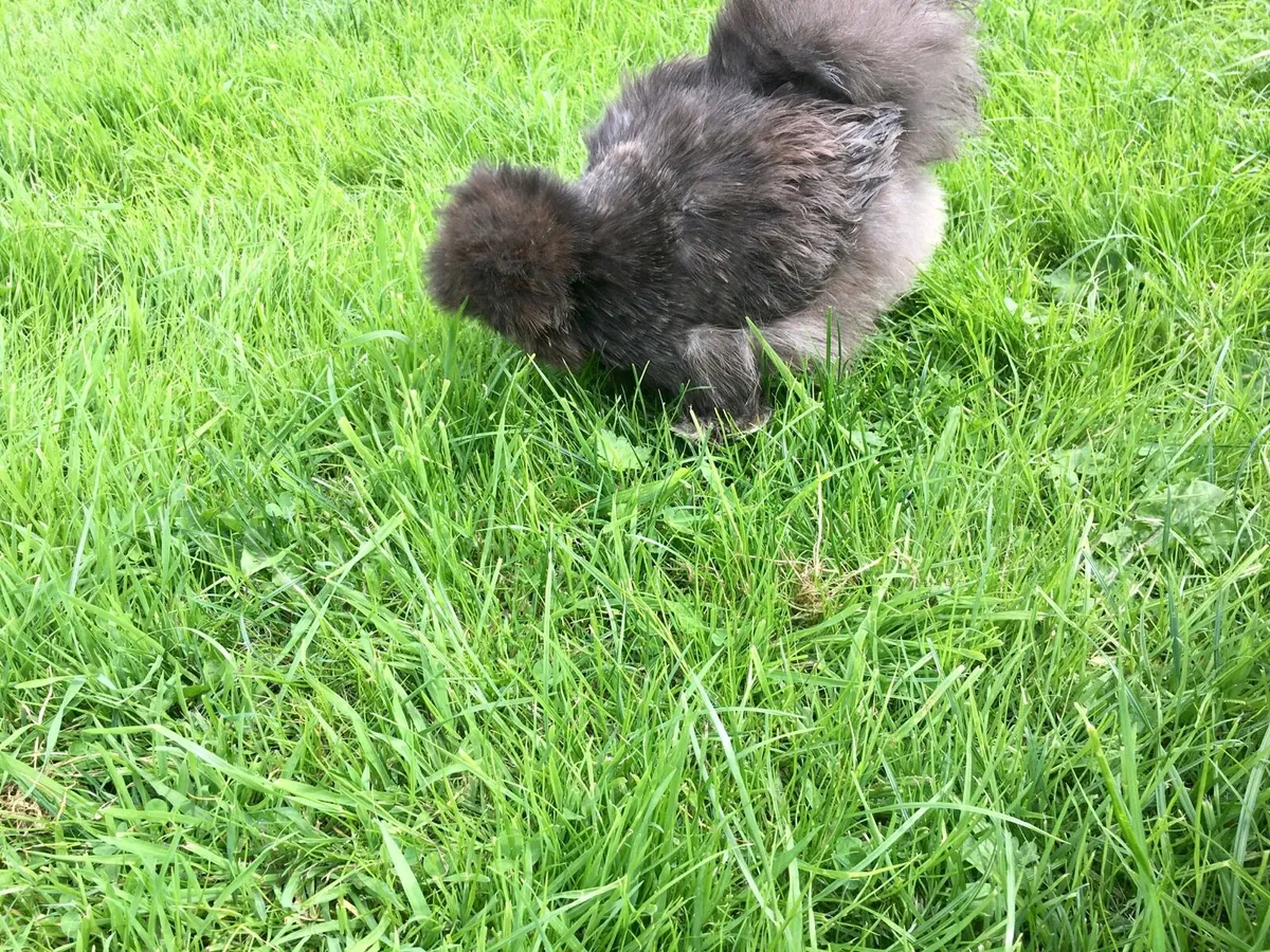 Silkie Hen - Image 4