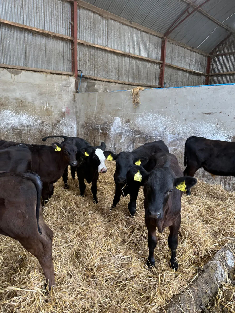 Angus and Hereford bulls - Image 3