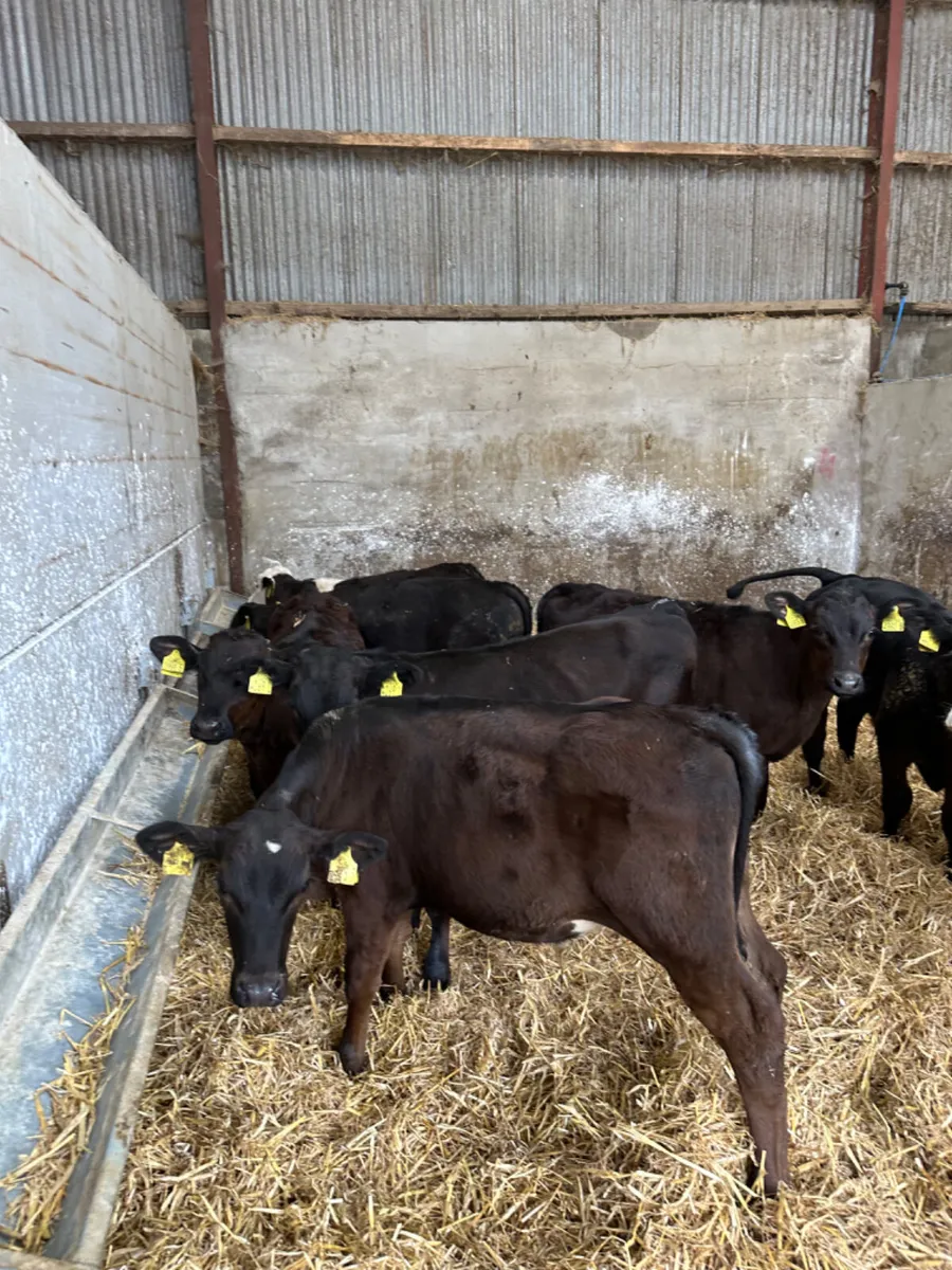 Angus and Hereford bulls - Image 4