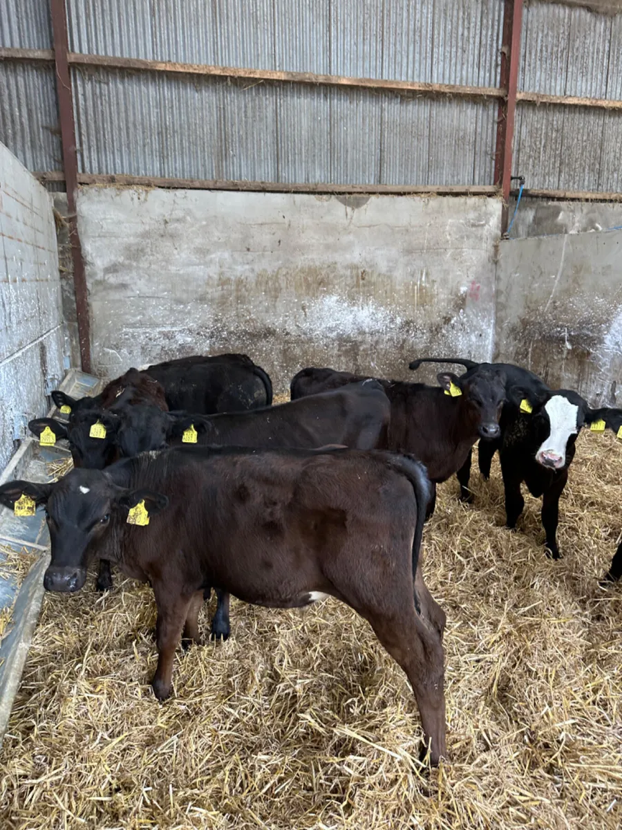 Angus and Hereford bulls - Image 1