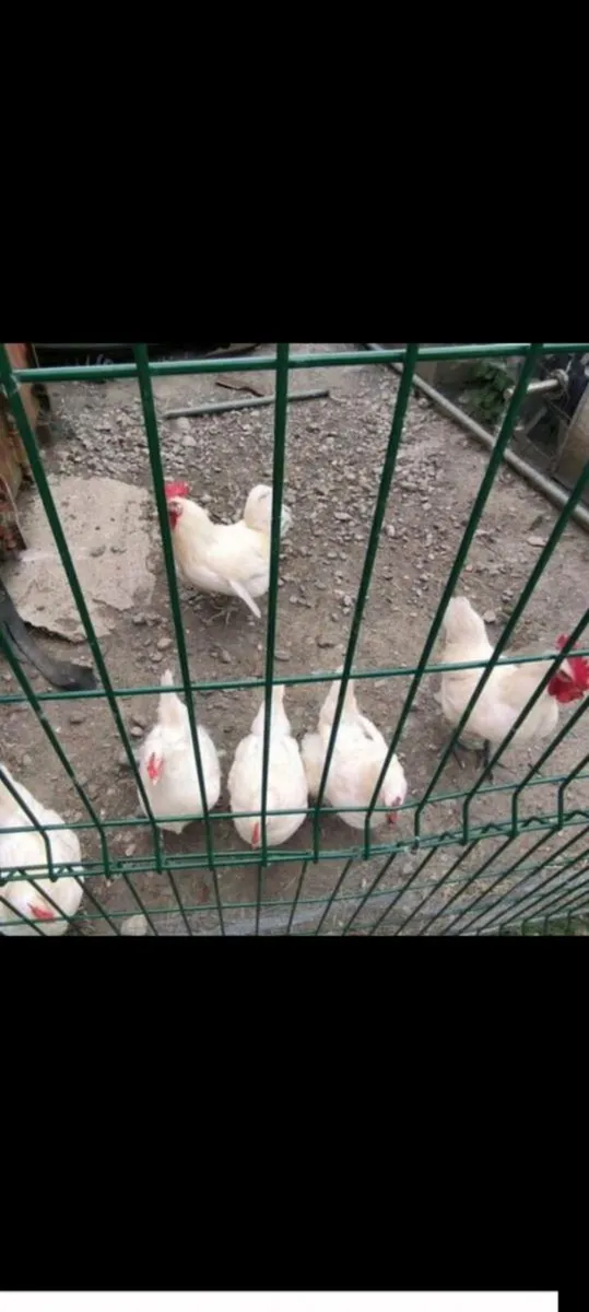 La bresse gauloise Hatching eggs - Image 1