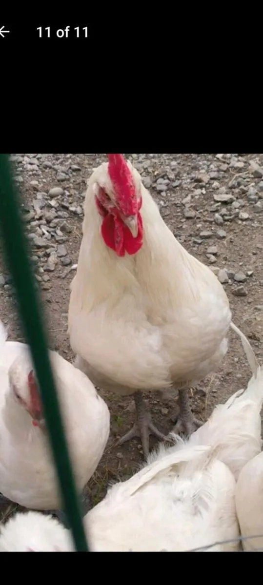 La bresse gauloise Hatching eggs - Image 2