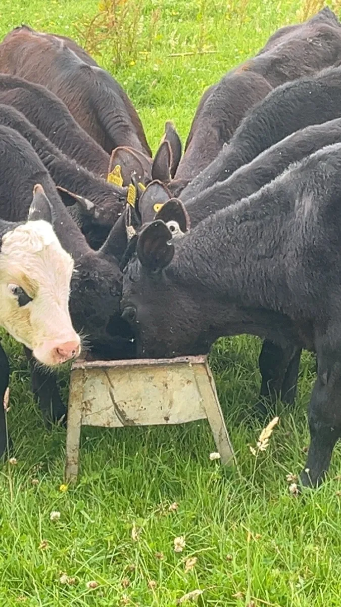 Grass Calves - Image 1