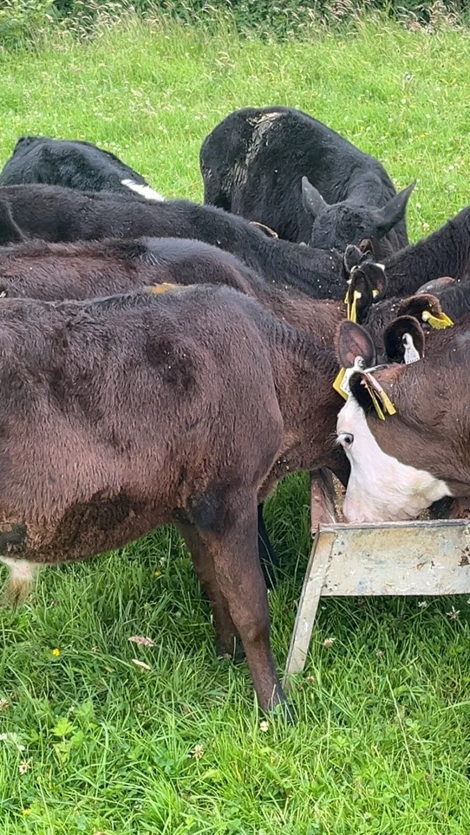 Grass Calves - Image 2