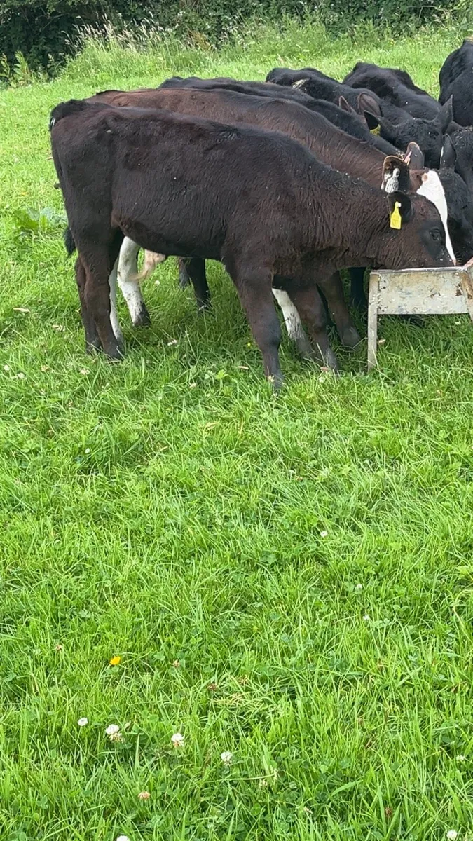 Grass Calves - Image 3
