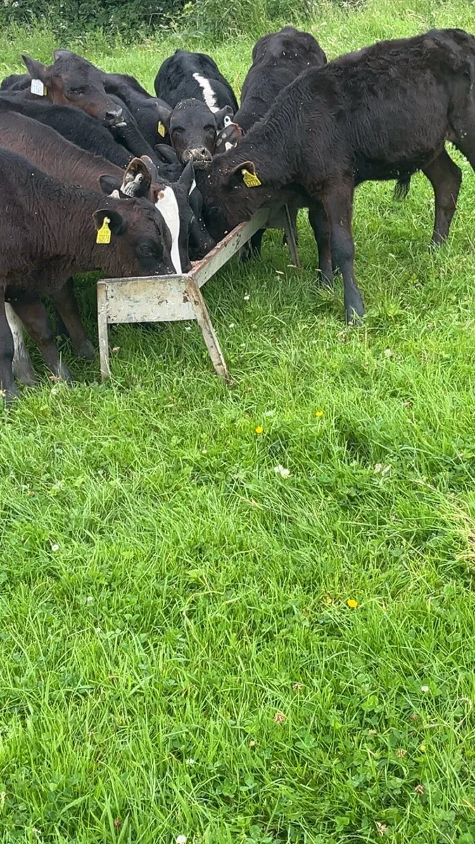 Grass Calves - Image 4