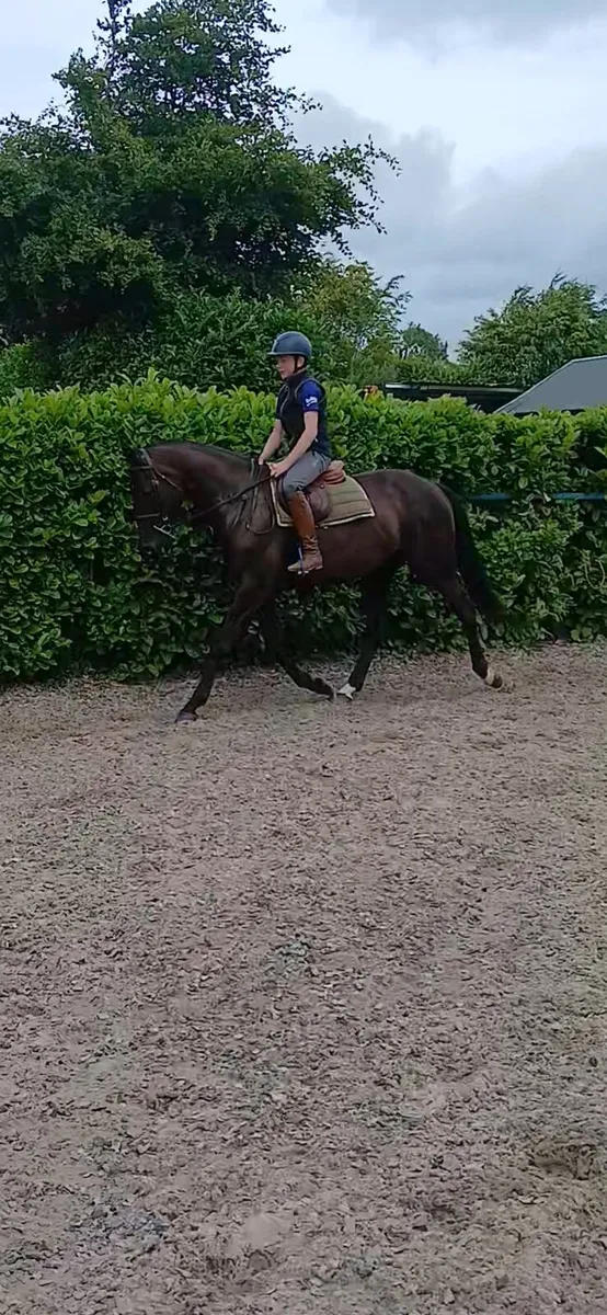 Horse - Image 1