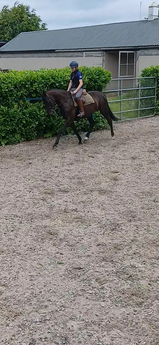 Horse - Image 2
